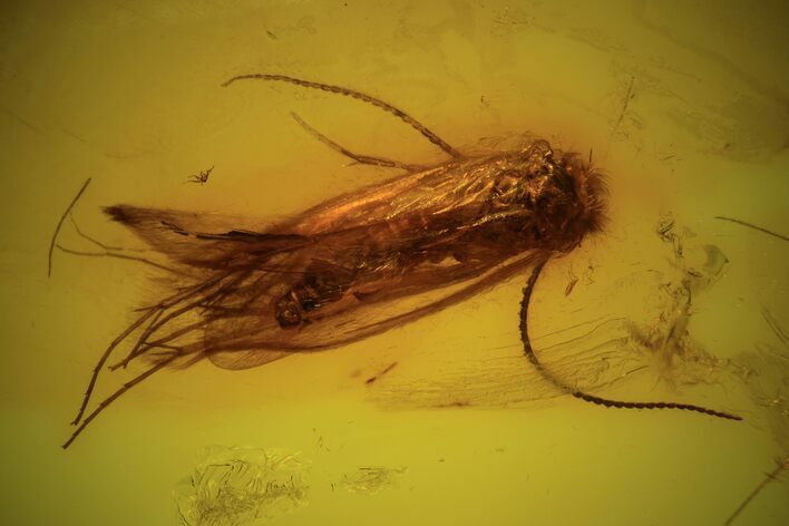Fossil Fly (Chironomidae) & Caddisfly (Trichopterae) In Baltic Amber #90759